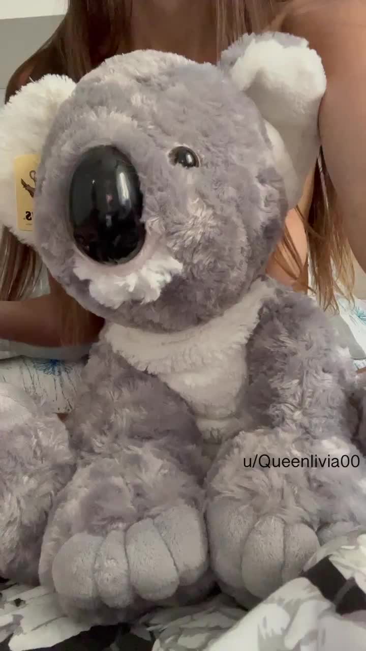 Cute koala : video clip