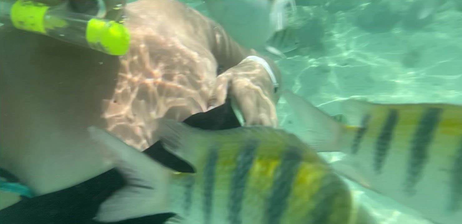 A little snorkeling titties [oc] [gif] : video clip