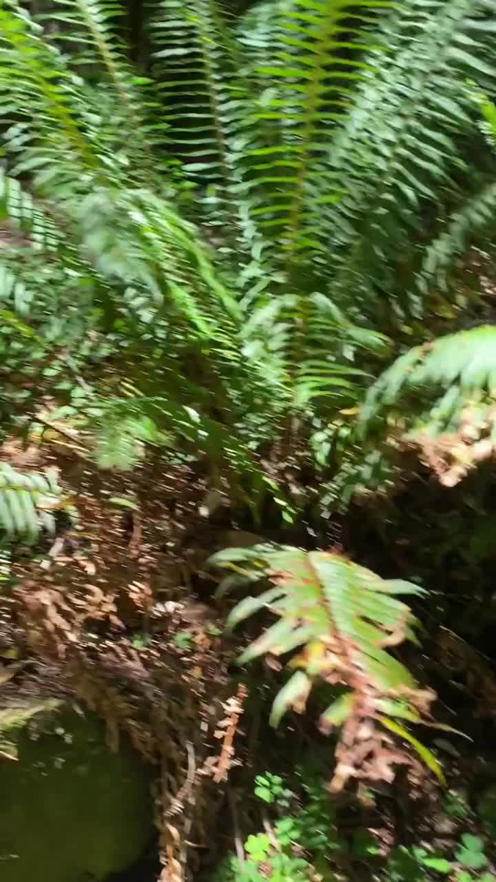 Fulfilled my hiking sex fantasy 😜 [GIF] : video clip