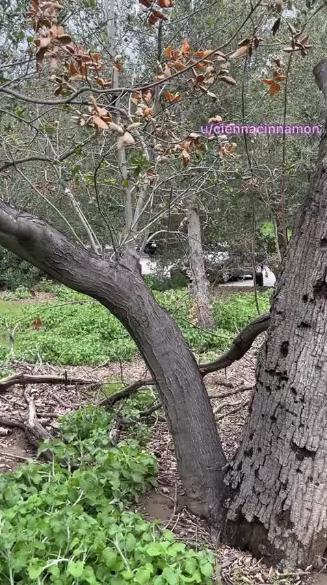 would you fuck me just off the trail where people might see? ;) : video clip