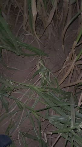 The corn maze is the best place to give head : video clip