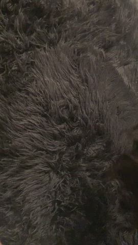 would you get me on the carpet? : video clip