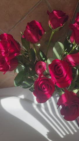 Rose and squirt : video clip