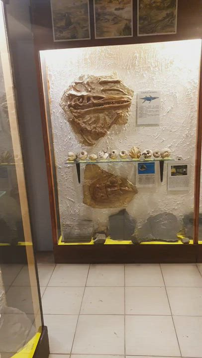 Natural boobs in a "natural specimen" museum. : video clip