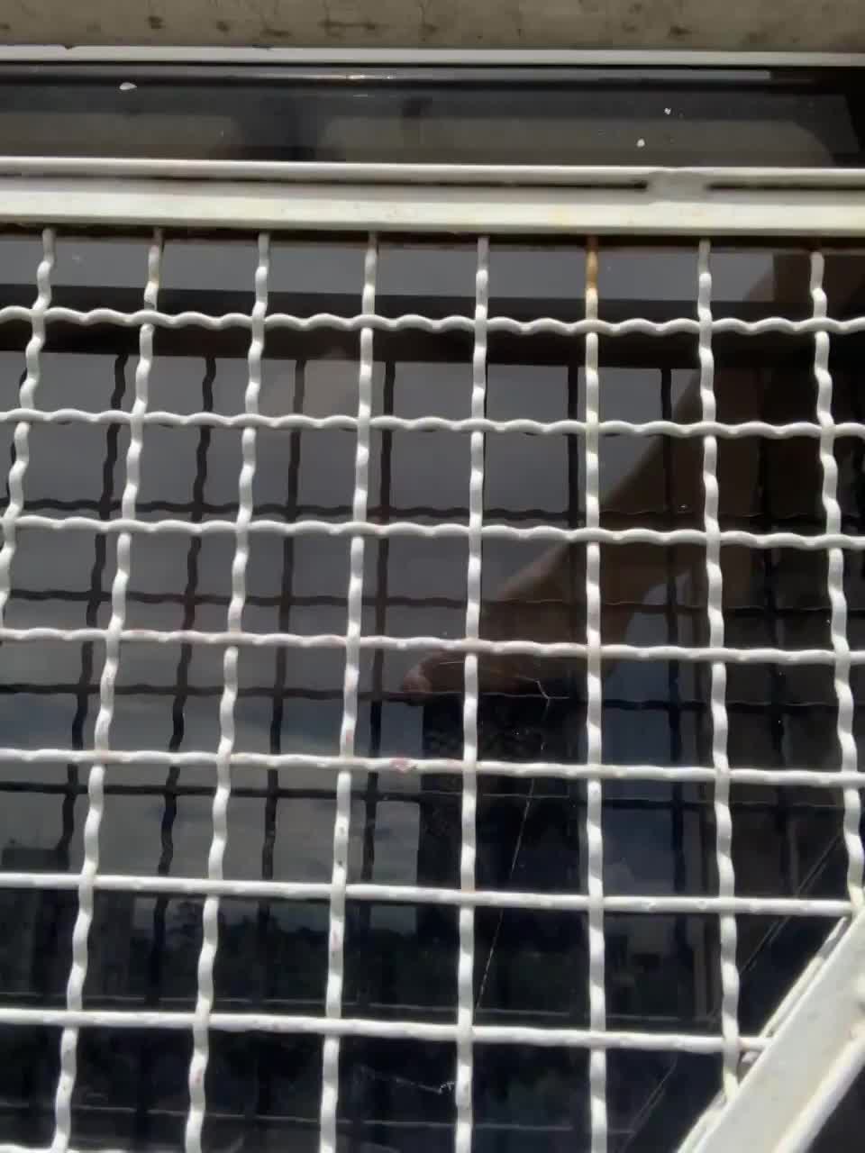 I love the thrill of almost getting caught : video clip