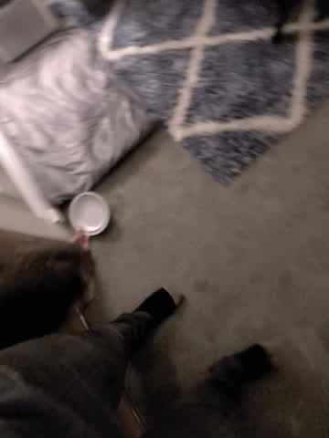 A cute pet always enjoys being walked on a leash ⛓️ [F] [M] : video clip