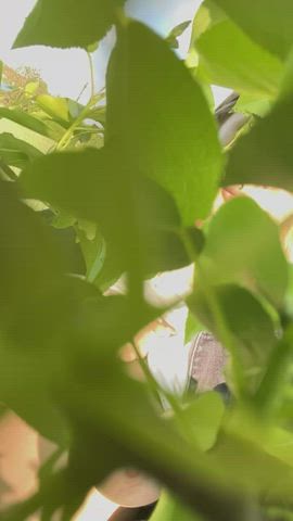 Nature : video clip