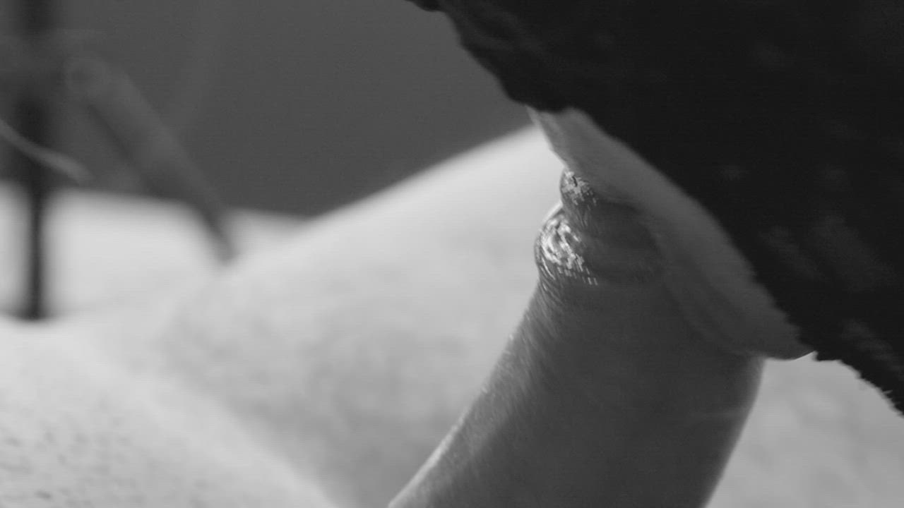 [M+F] Trying out some artsy ASMR cock suckery :D : video clip