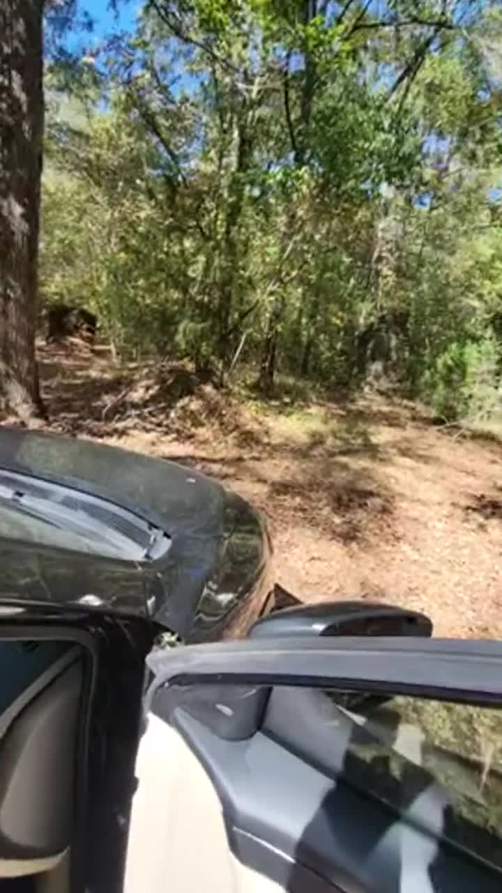 Does a bull fuck in the woods? : video clip