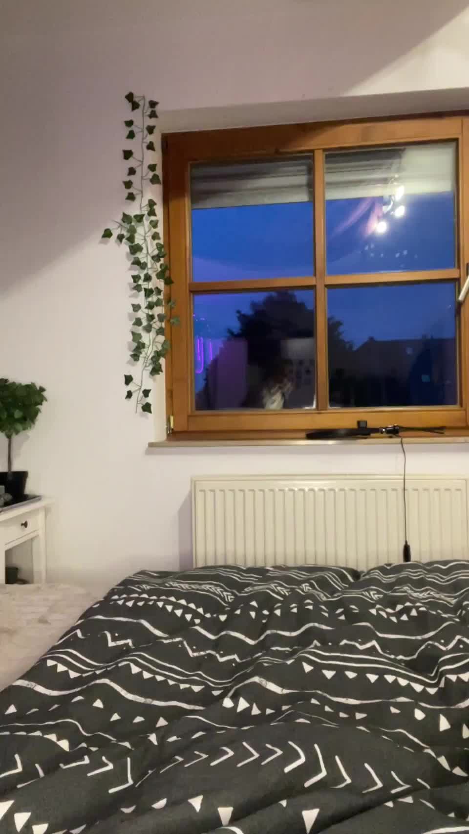 react if i can be your toy tonight : video clip