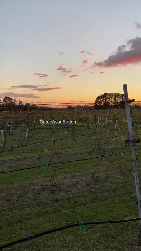 Fun in a vineyard. : video clip
